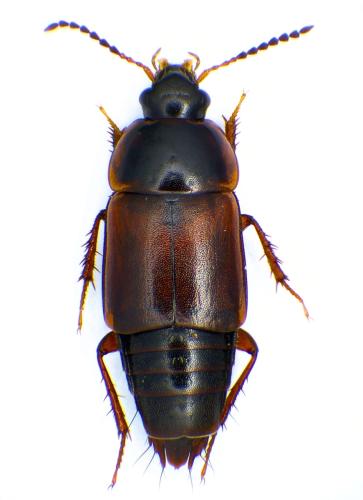 Tachinus humeralis